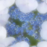 AREA BLUE