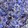 紫陽花雨