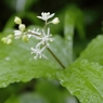 雨に咲く花