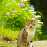 ねこ　その１２５