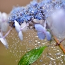 June of veil