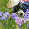 花しょうぶ_3