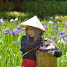 花がら摘み_3