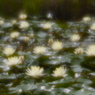 真昼の花灯