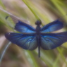 Rainy Blue
