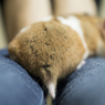 「飼い主＝アスレチック」