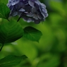 紫陽花の季節