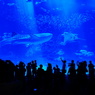 美ら海水族館