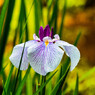 菖蒲