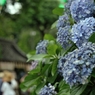 紫陽花に集う