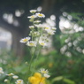 KOMURA W-KOMURA UNI AUTO 28/3.5