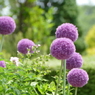 花畑で