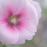 SIGMA mini-wide 28/2.8