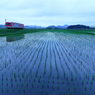 田植えの後