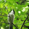 野鳥を探して　オナガ