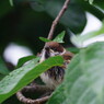 野鳥を探して　スズメ