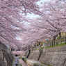 桜道