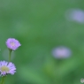 ロマンの花さくころ