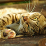 ねこ　その１２８