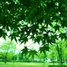 緑の公園