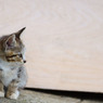 おチビさん