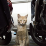 「バイク・猫・バイク」