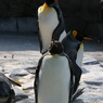 ペンギン