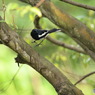 丹霞山の野鳥1