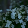 最後の紫陽花３　ひっそりと