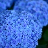 最後の紫陽花４　こんもりこんもり