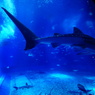 沖縄美ら海水族館