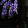 Flower to the night.