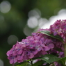 赤い紫陽花