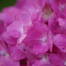 ピンクの紫陽花