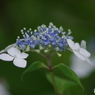 小さな咢紫陽花