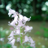 道端の花