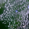 雨の河に浮かぶ花瓣