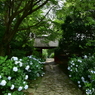 本光寺の紫陽花