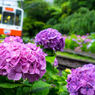 箱根あじさい電車 VI
