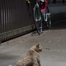 猫とランドナー