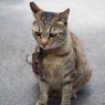 凛とする猫