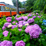 箱根あじさい電車 VIII