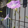 KONICA HEXANON (AR) 21/4