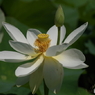 白蓮-4
