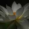 白蓮-6