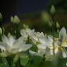 白蓮-7