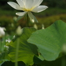 白蓮-8
