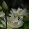 白蓮-9