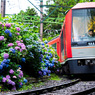 箱根あじさい電車 XIII