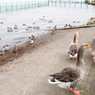 ガチョウが写らない理由（木場潟より）